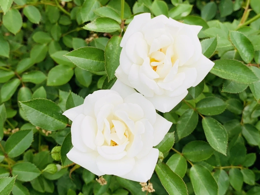 IMG_5248.jpg?type=w966