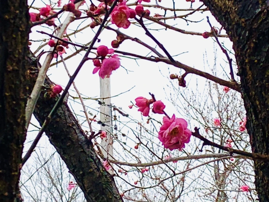 IMG_1615.jpg?type=w966