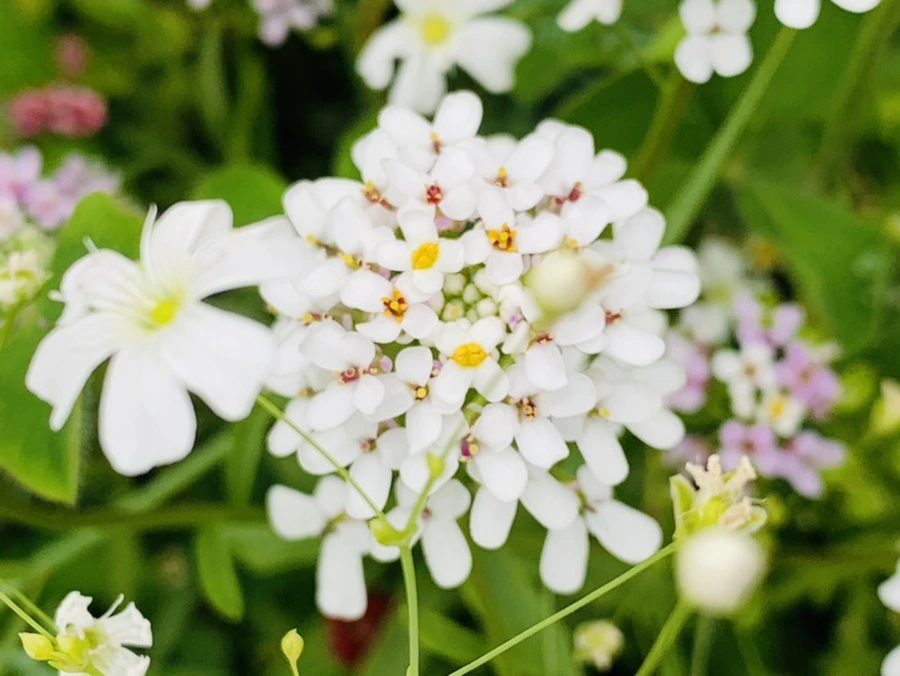 IMG_7239.jpg?type=w966