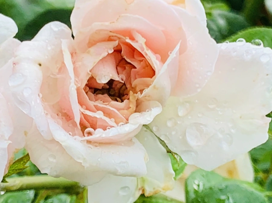 IMG_7330.jpg?type=w966