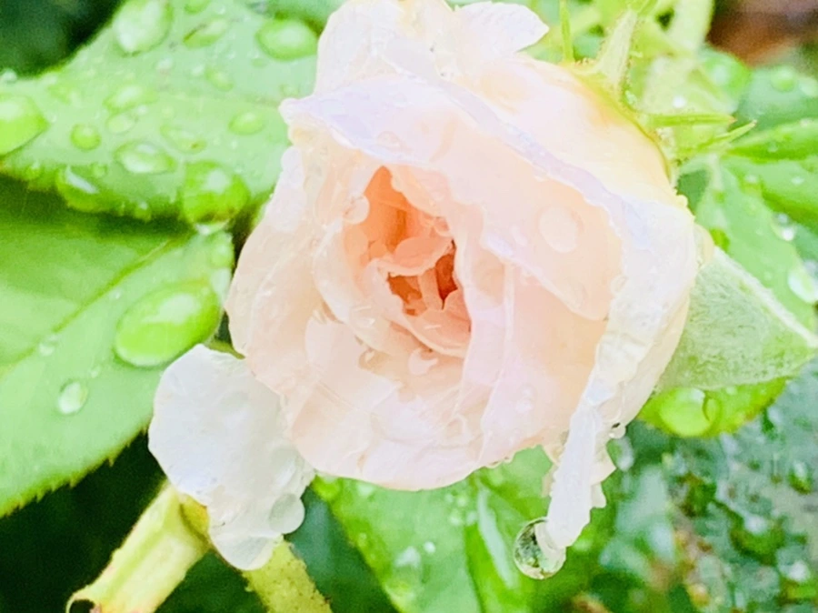 IMG_0212.jpg?type=w966