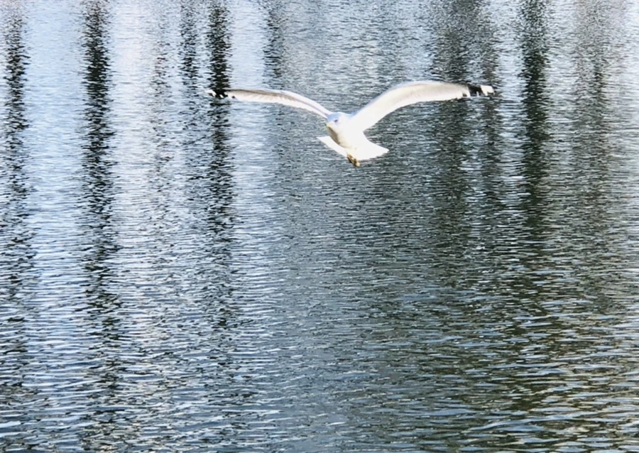 IMG_4199.jpg?type=w966