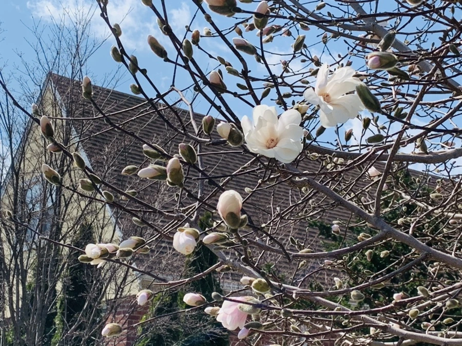 IMG_4359.jpg?type=w966