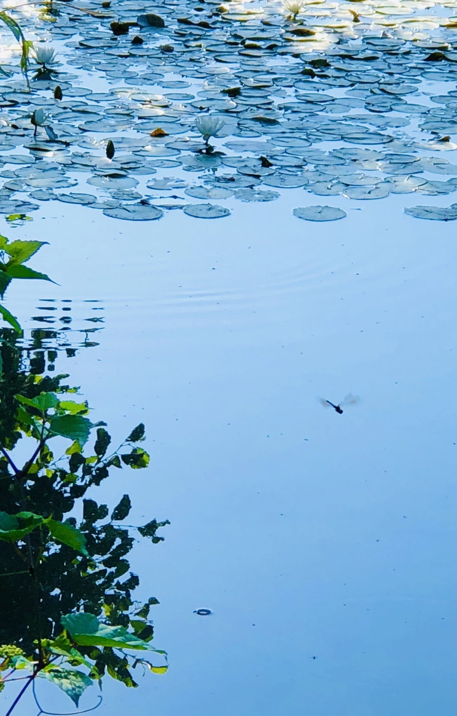 IMG_3973.jpg?type=w966