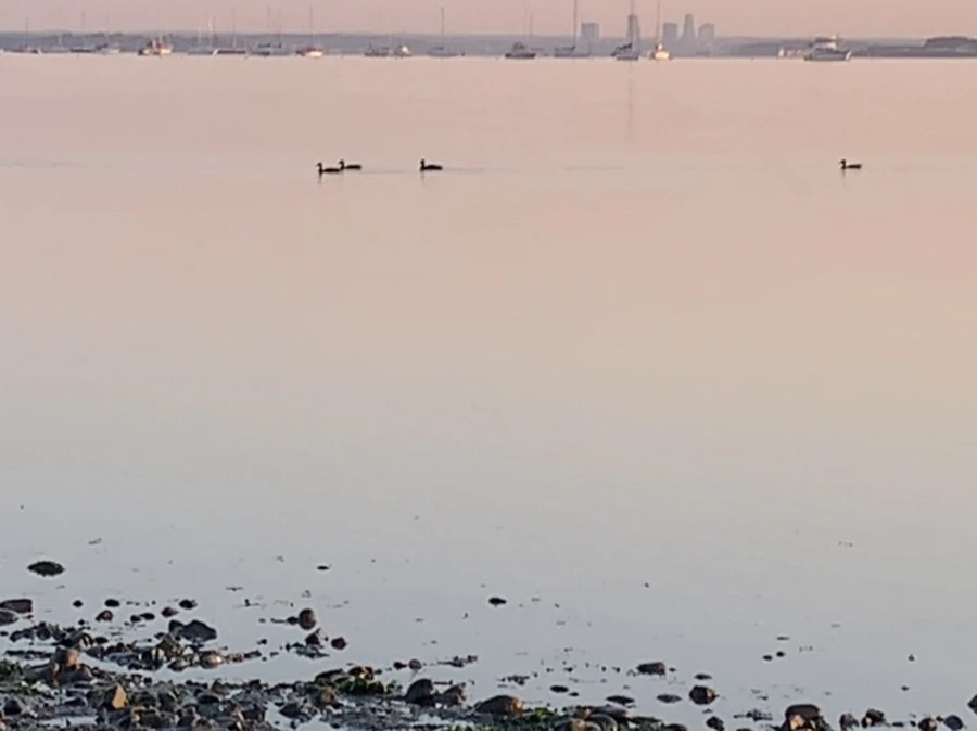 IMG_0204.jpg?type=w966