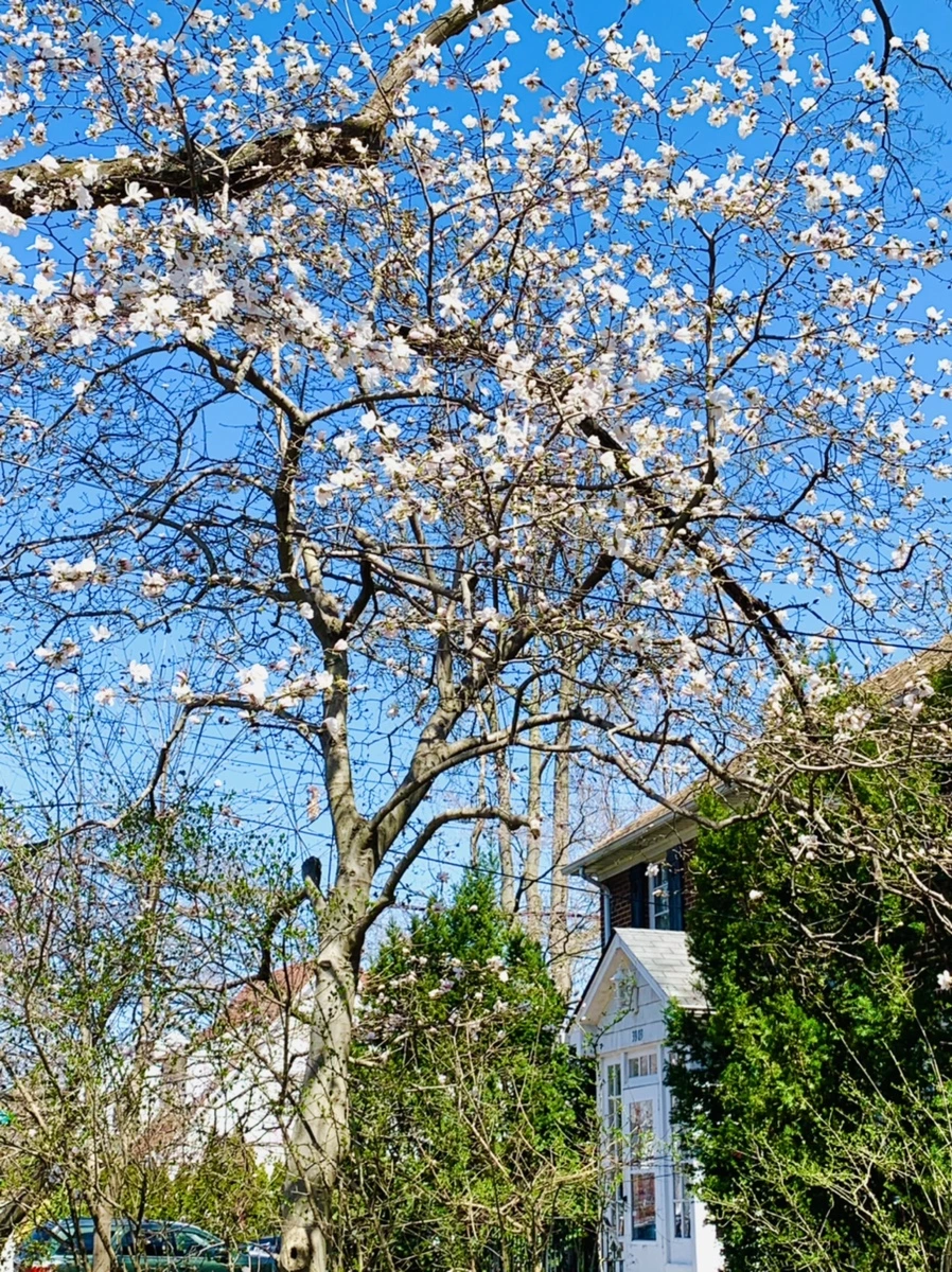 IMG_7672.jpg?type=w966