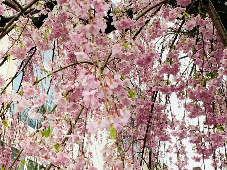 IMG_2328.jpg?type=w966