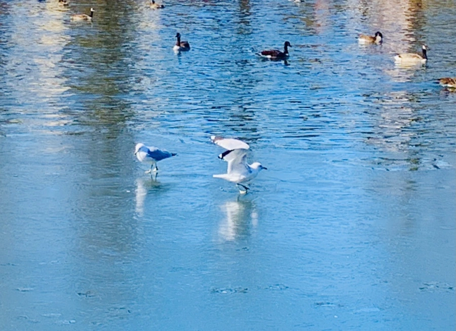 IMG_9060.jpg?type=w966