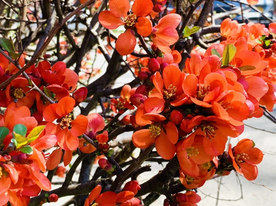 IMG_8512.jpg?type=w966