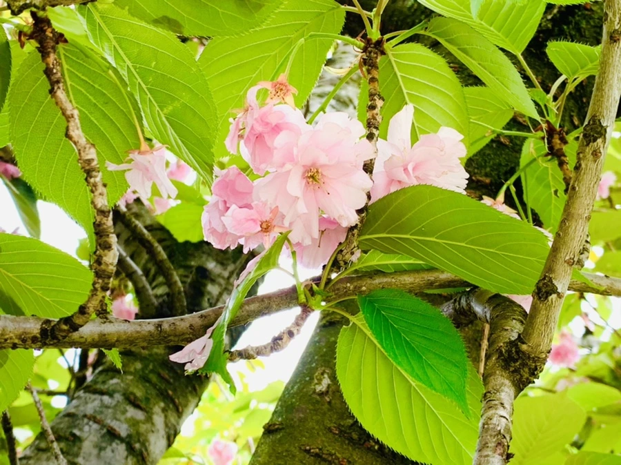 IMG_9540.jpg?type=w966