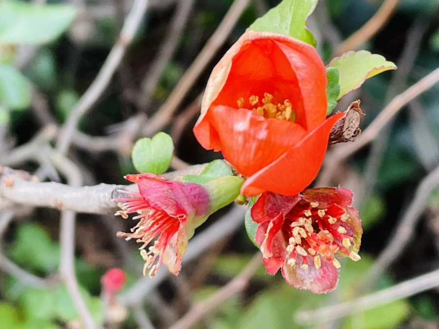 IMG_1278.jpg?type=w966