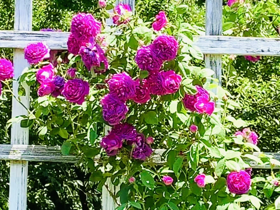 IMG_6787.jpg?type=w966