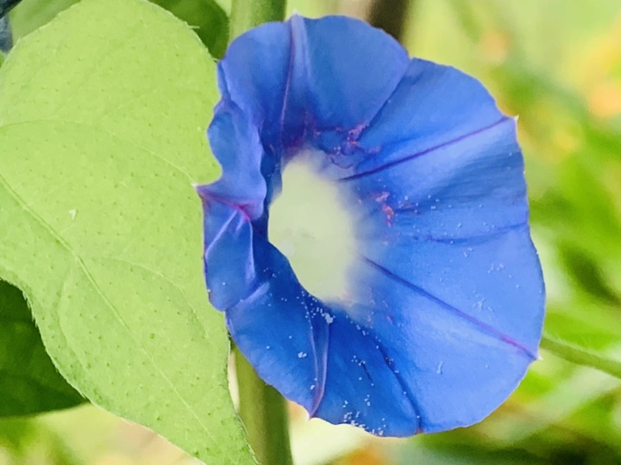 IMG_7040.jpg?type=w966