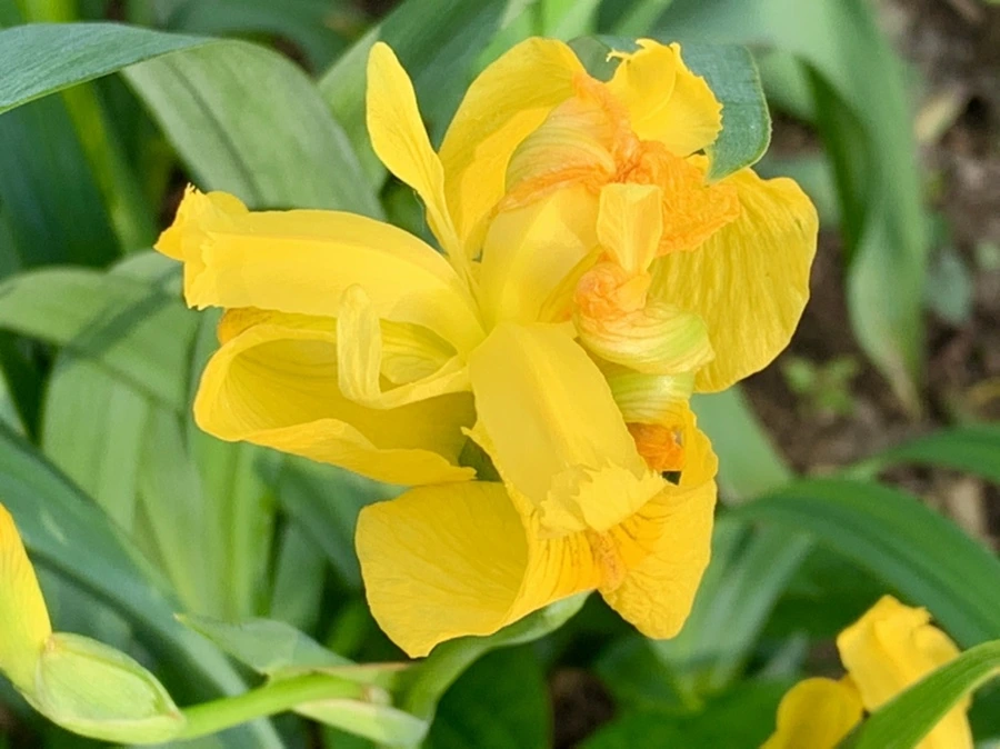 IMG_4493.jpg?type=w966