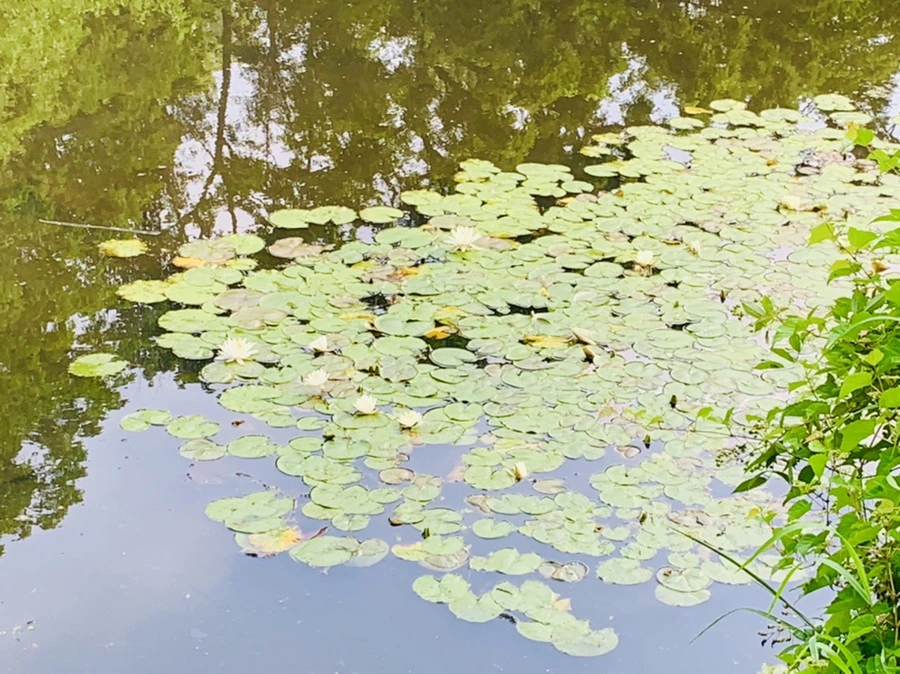 IMG_1107.jpg?type=w966