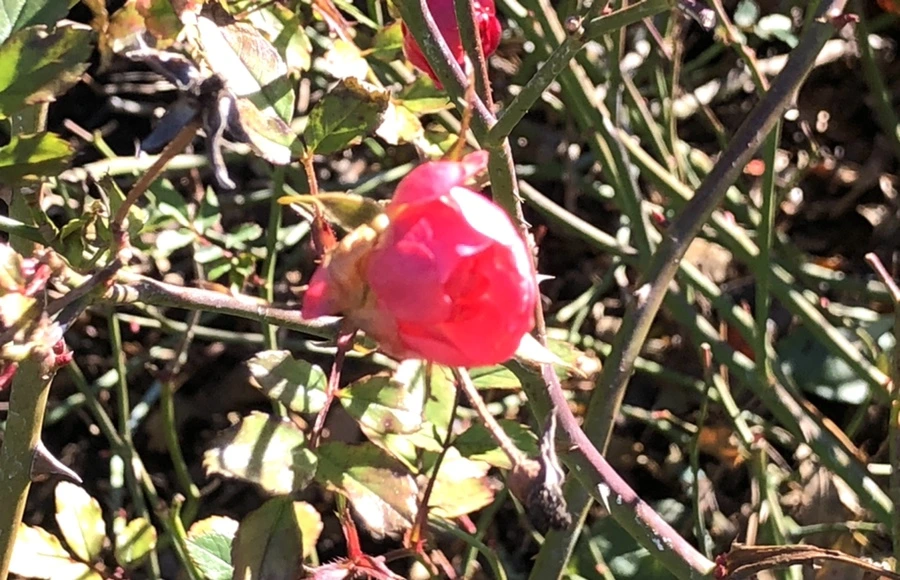 IMG_9802.jpg?type=w966