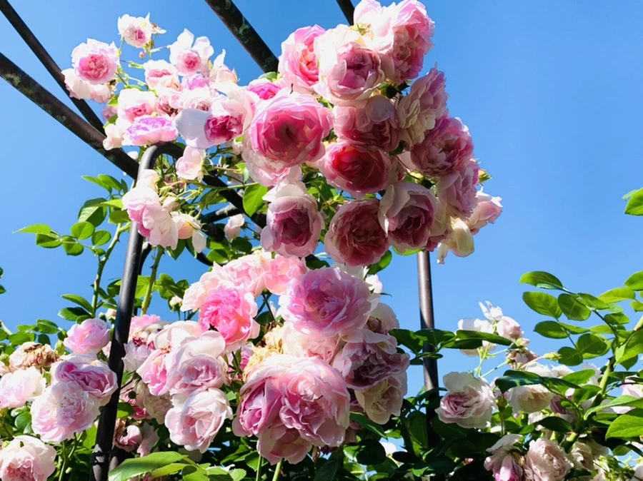 IMG_3071.jpg?type=w966