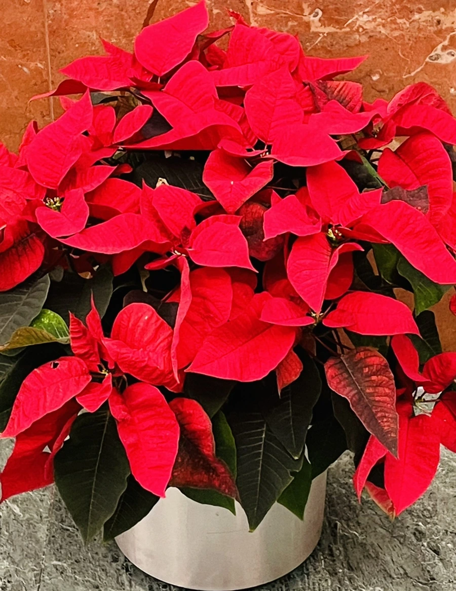 IMG_6357.jpg?type=w966