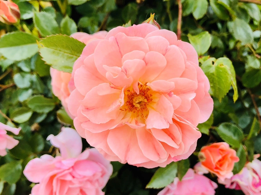 IMG_7900.jpg?type=w966