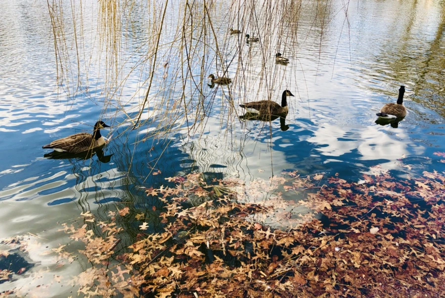 IMG_4332.jpg?type=w966