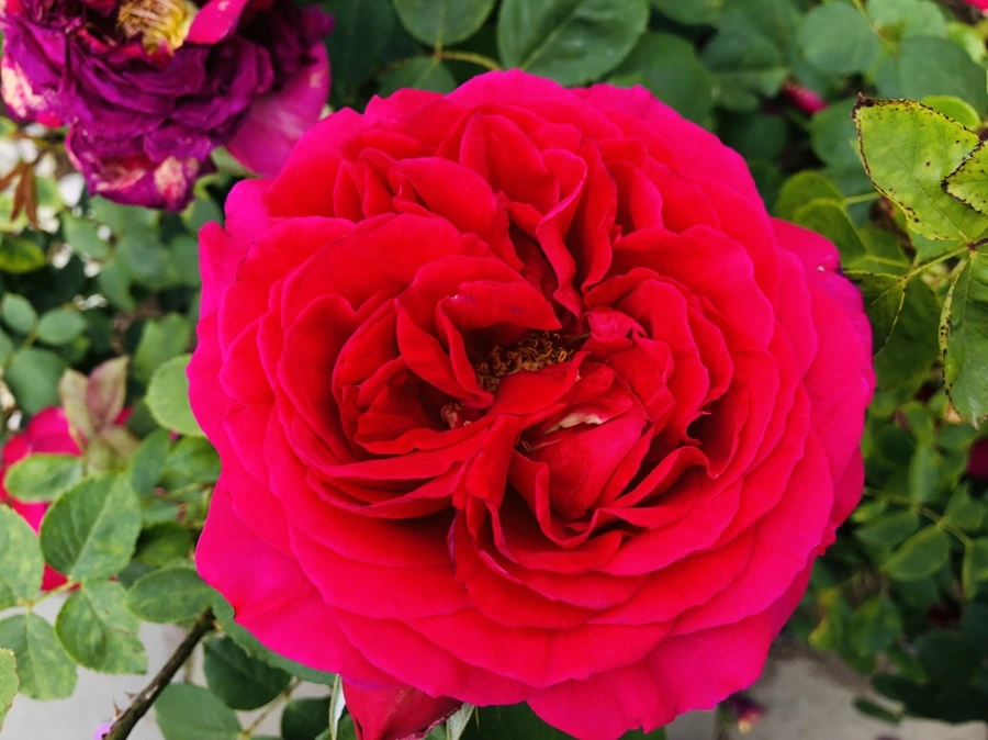 IMG_5695.jpg?type=w966