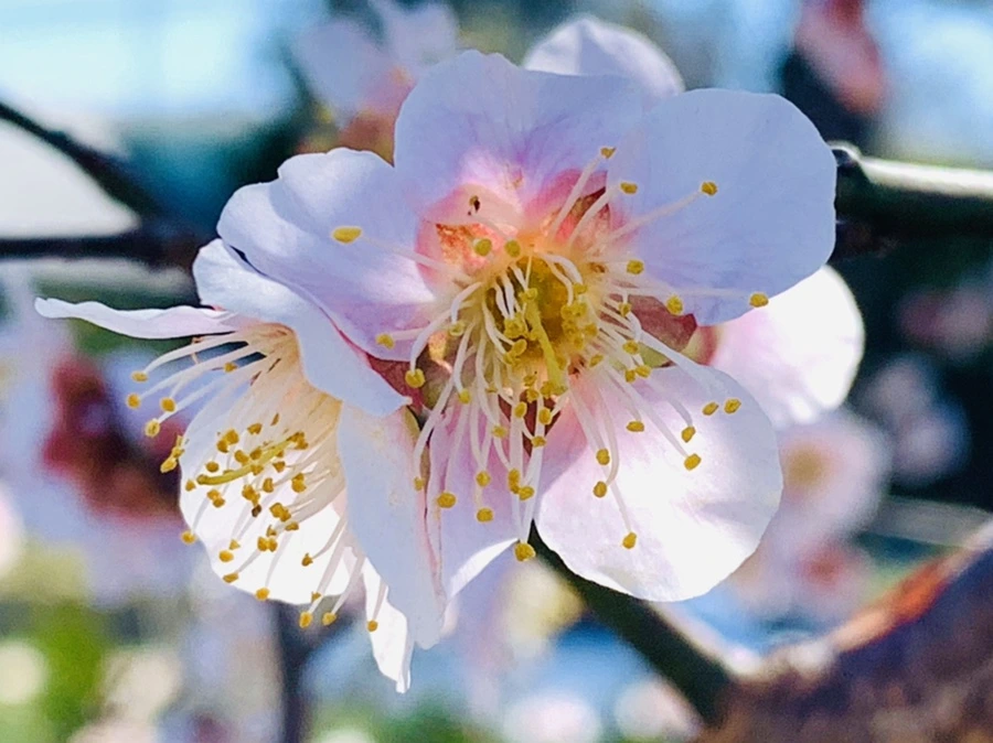 IMG_1334.jpg?type=w966