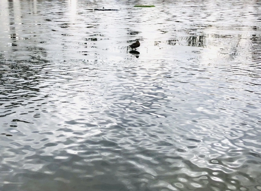 IMG_5007.jpg?type=w966