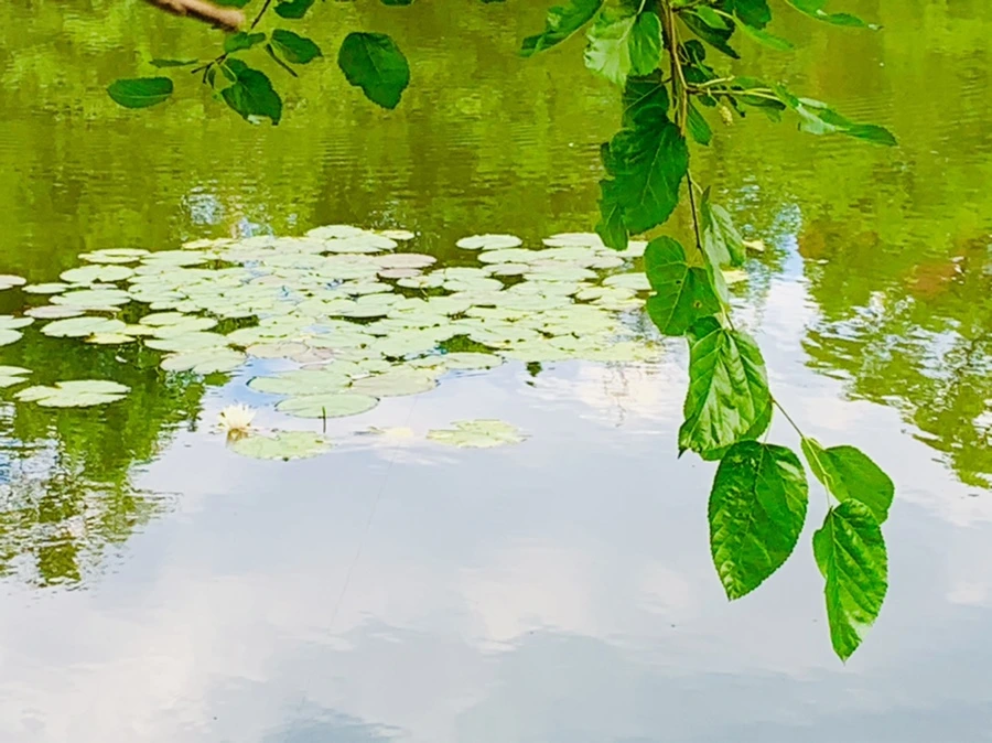 IMG_0753.jpg?type=w966