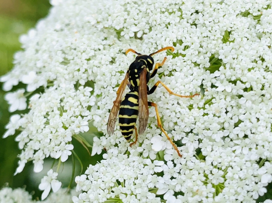 IMG_6844.jpg?type=w966