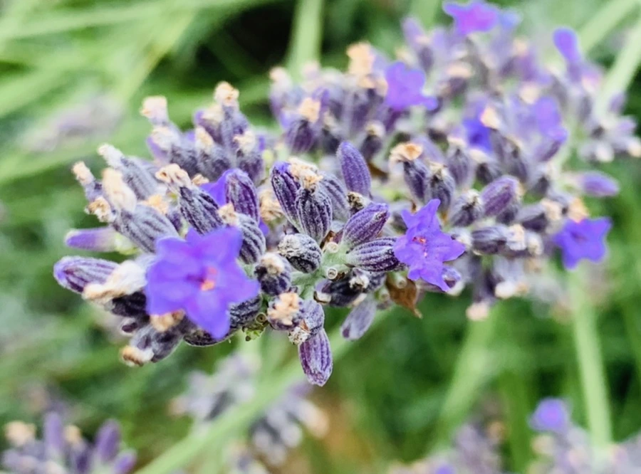 IMG_9491.jpg?type=w966