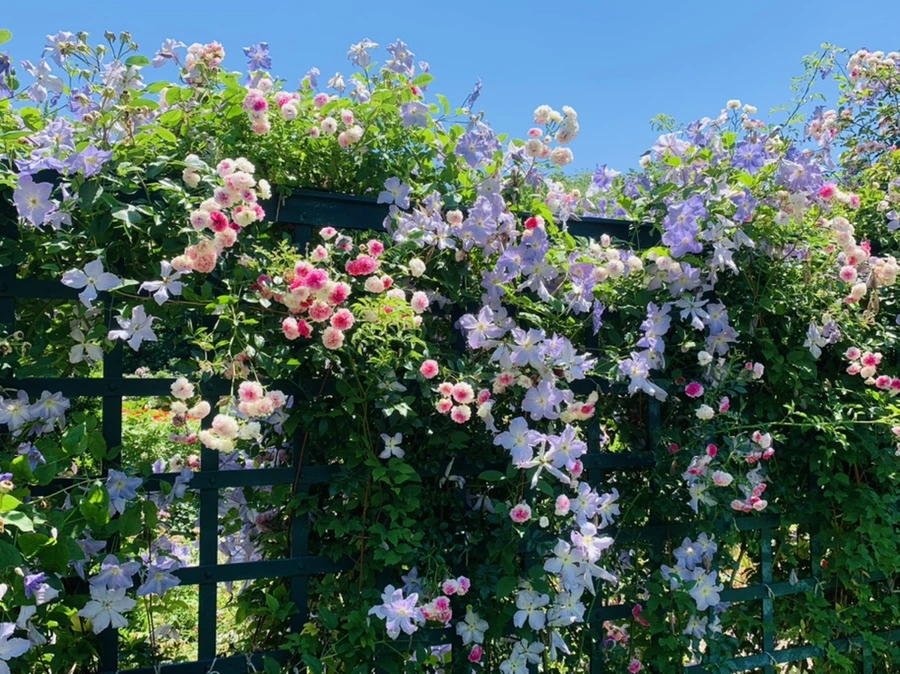 IMG_4181.jpg?type=w966