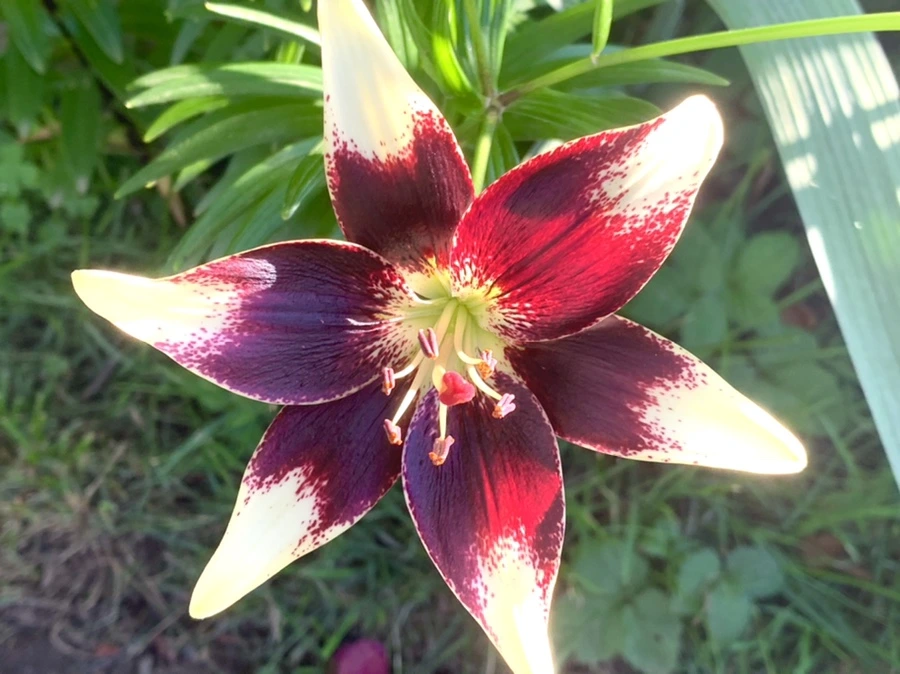 IMG_3958.jpg?type=w966