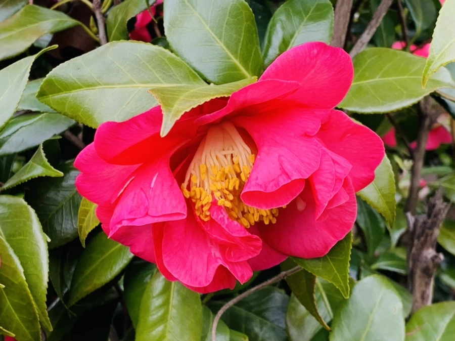 IMG_6661.jpg?type=w966