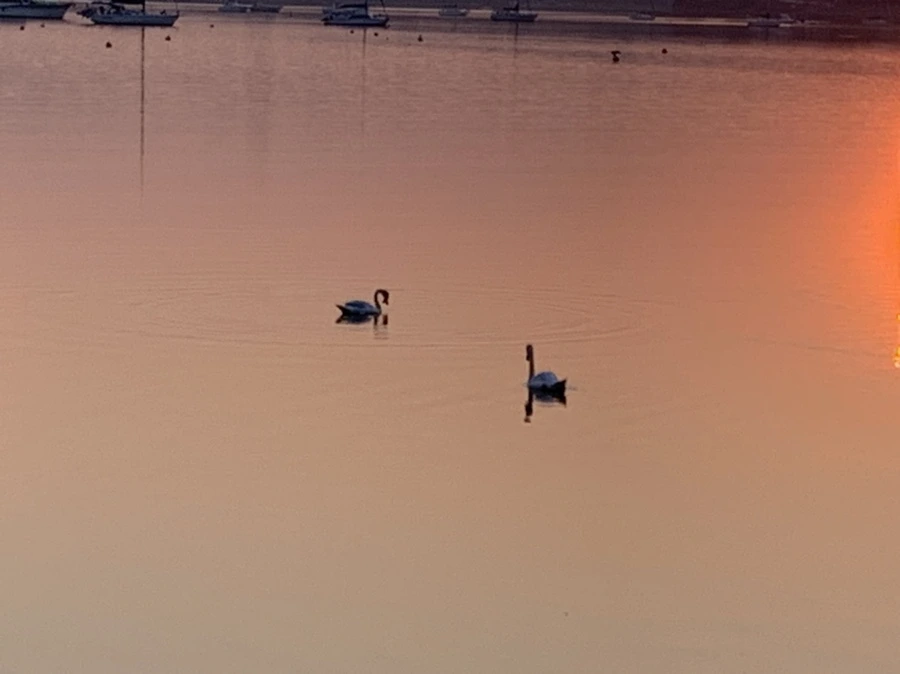 IMG_2038.jpg?type=w966