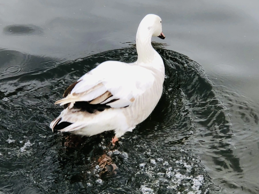 IMG_5934.jpg?type=w966