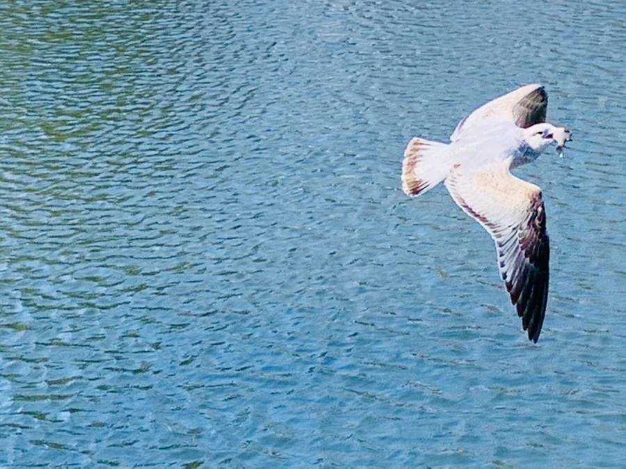 IMG_9289.jpg?type=w966