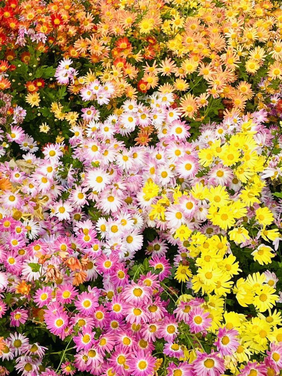 IMG_1207.jpg?type=w966