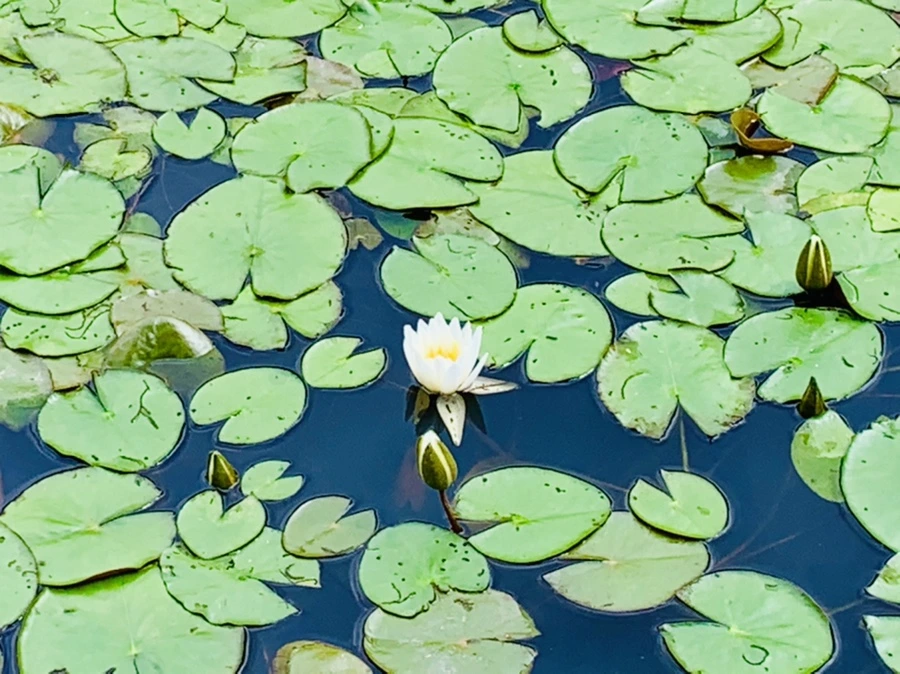 IMG_0690.jpg?type=w966