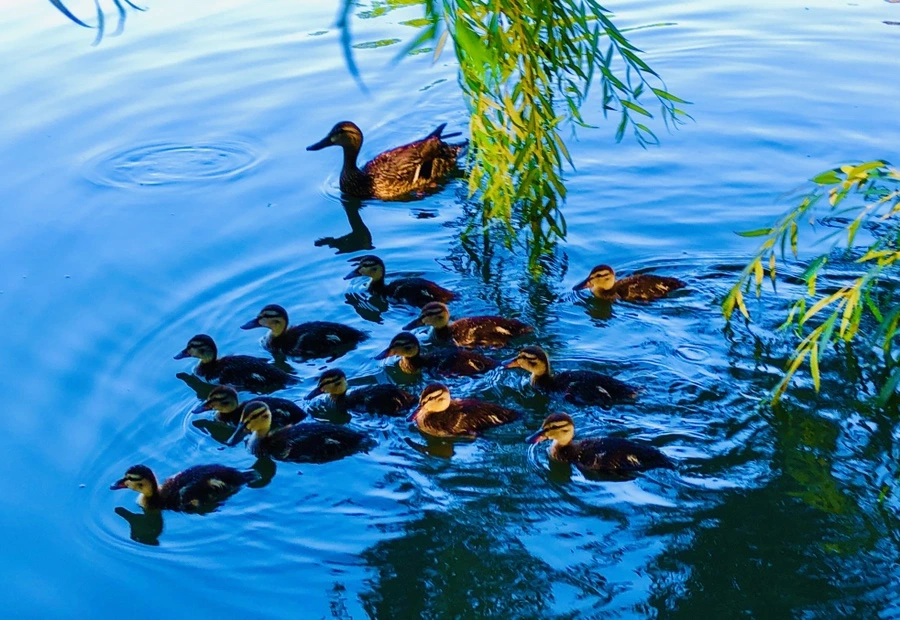 IMG_2722.jpg?type=w966