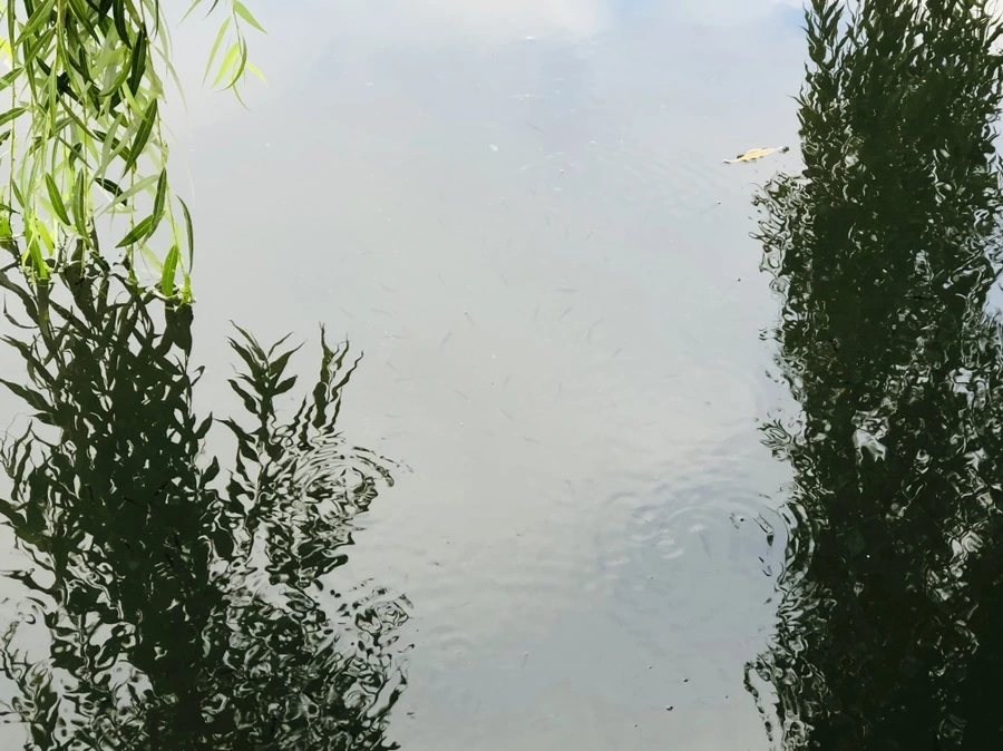 IMG_3089.jpg?type=w966