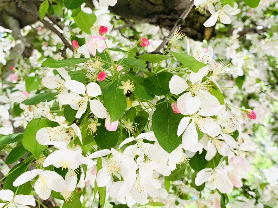 IMG_5755.jpg?type=w966