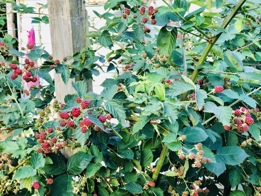 IMG_1152.jpg?type=w966