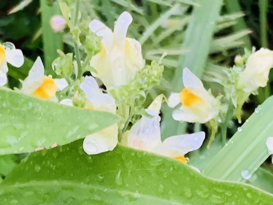 IMG_0774.jpg?type=w966