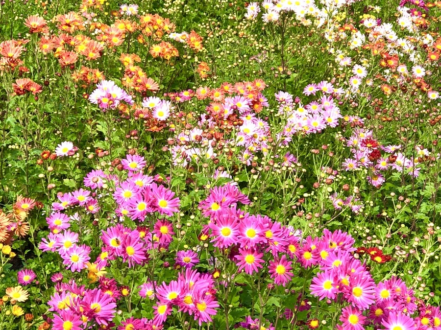 IMG_2038.jpg?type=w966