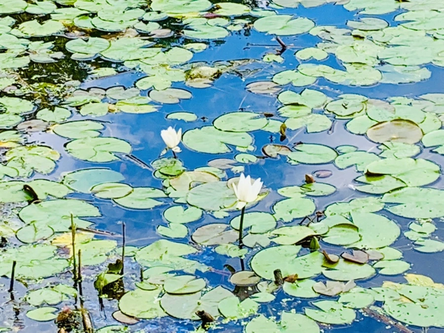 IMG_0763.jpg?type=w966