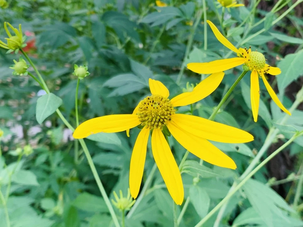 IMG_1296.jpg?type=w966