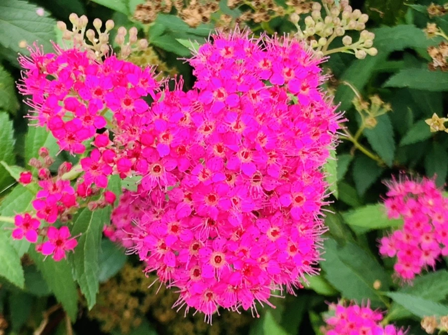 IMG_5889.jpg?type=w966