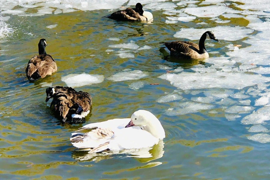 IMG_5290.jpg?type=w966