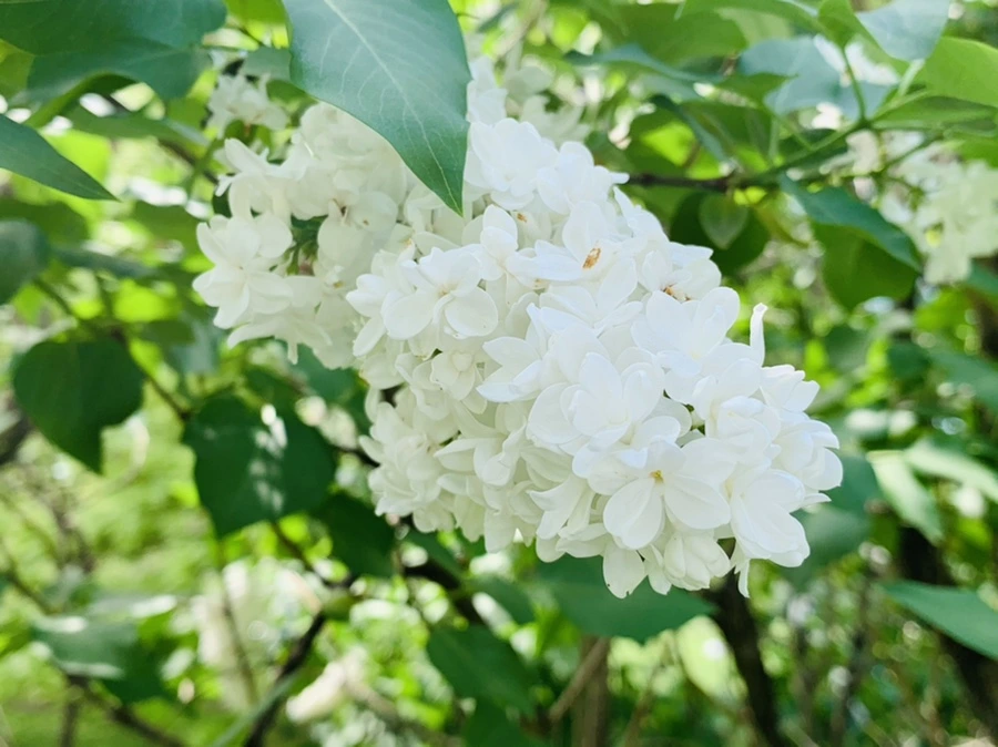 IMG_8804.jpg?type=w966