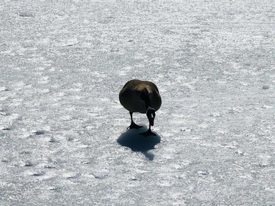 IMG_4512.jpg?type=w966